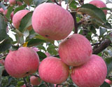 綏中小國(guó)光蘋(píng)果