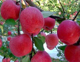 綏中紅王將蘋(píng)果