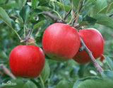綏中紅將軍蘋(píng)果