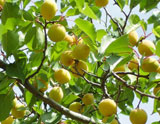 綏中山杏