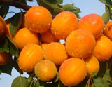 綏中金太陽(yáng)杏
