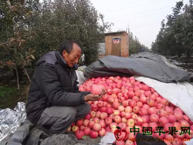 河北灤南：40萬斤蘋果尋買家.jpg